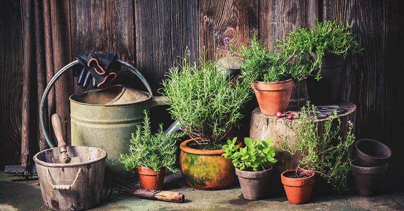 The Complete Guide to Gardening For Beginners